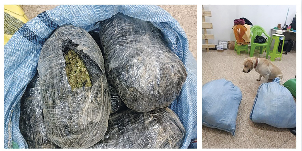 ‘Vico’, can detector de droga, encuentra paquetes de marihuana.  | Foto: FELCC