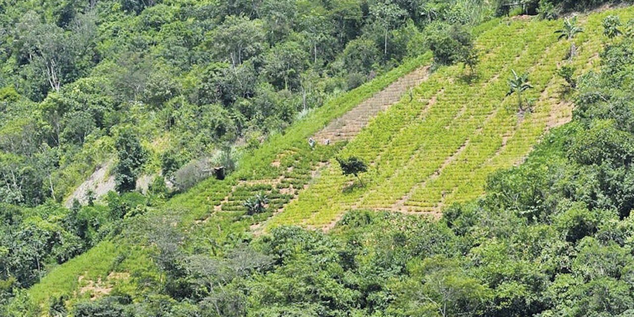 Cultivos excedentarios de la hoja de coca en el trópico de Cochabamba.