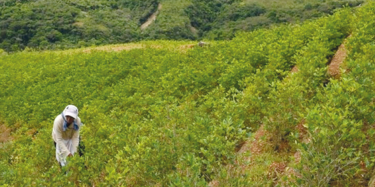 Trabajo de cosecha de hoja de coca. Foto: RRSS