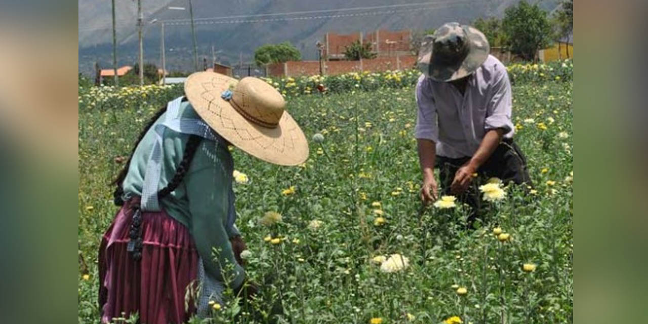 La producción de flores está amenazada por el contrabando. | Foto: Floricultores de Quillacollo