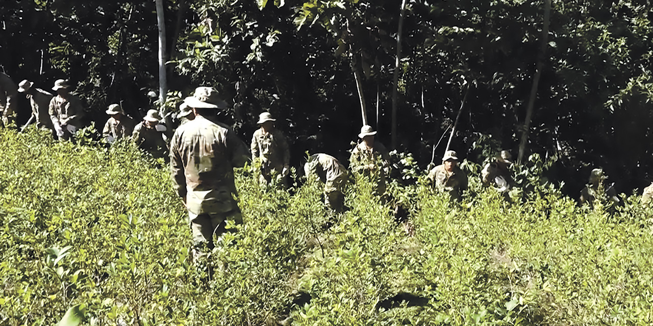 Erradicación de coca ilegal en la zona de los Yungas. | Foto: VDSSC