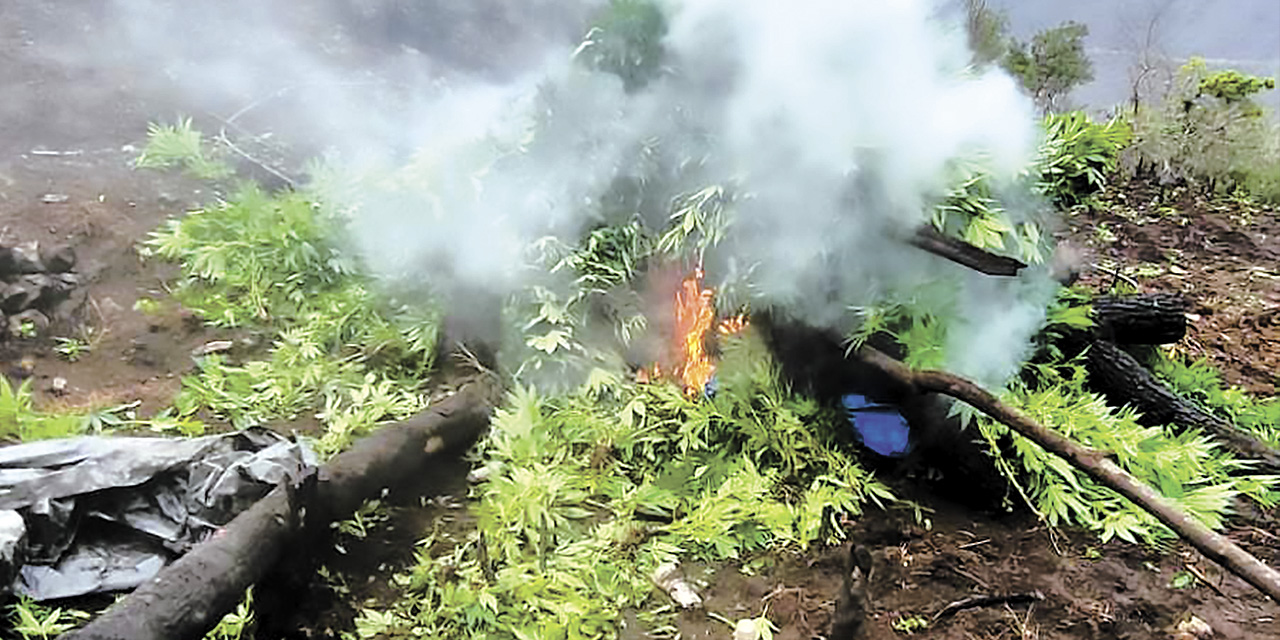 Marihuana incinerada por efectivos de la FELCN. | Foto: Archivo