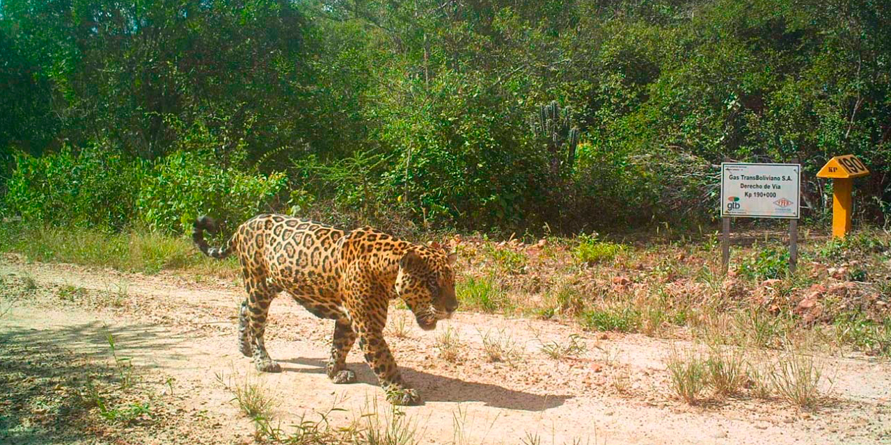 El Ministerio de Medio Ambiente ya está coordinando los esfuerzos para que este plan de repoblación de flora y fauna sea ejecutado de manera efectiva. Foto: Archivo