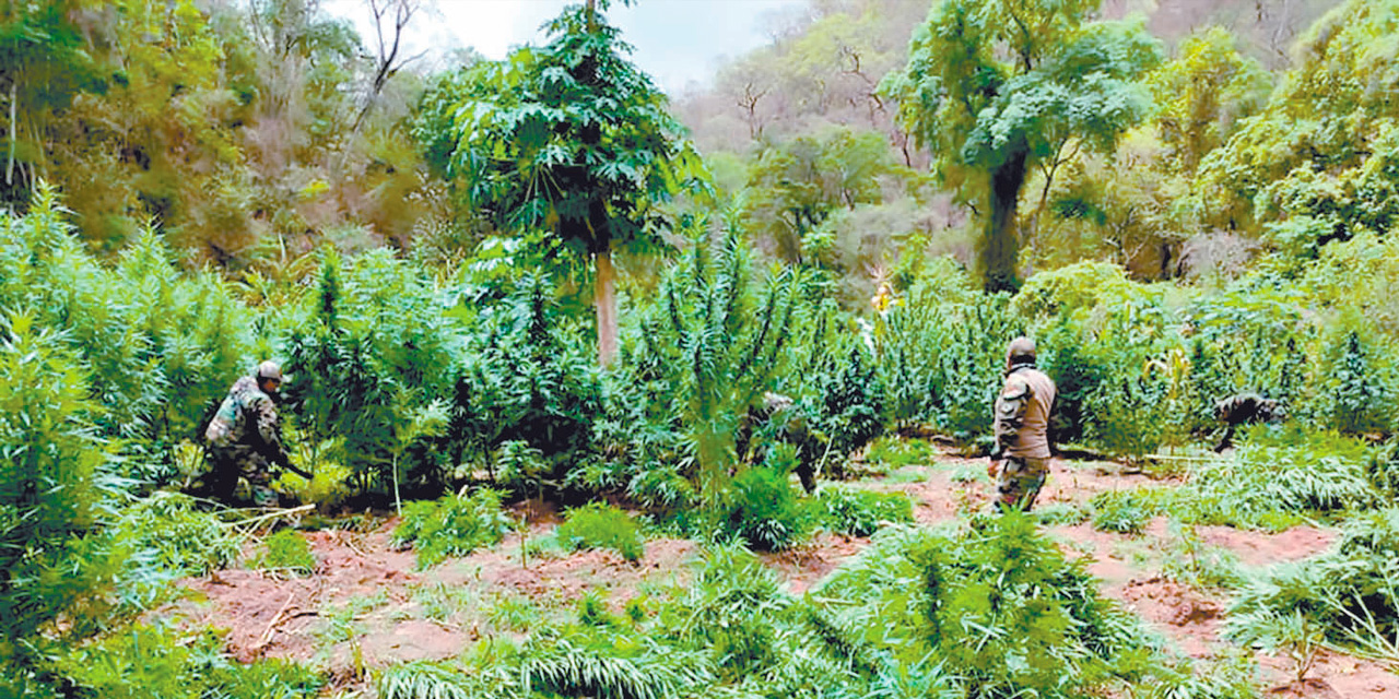 Efectivos de la Fuerza Especial de Lucha Contra el Narcotráfico (FELCN) en una operación de destrucción de plantaciones de marihuana en territorio nacional. Foto: FELCN