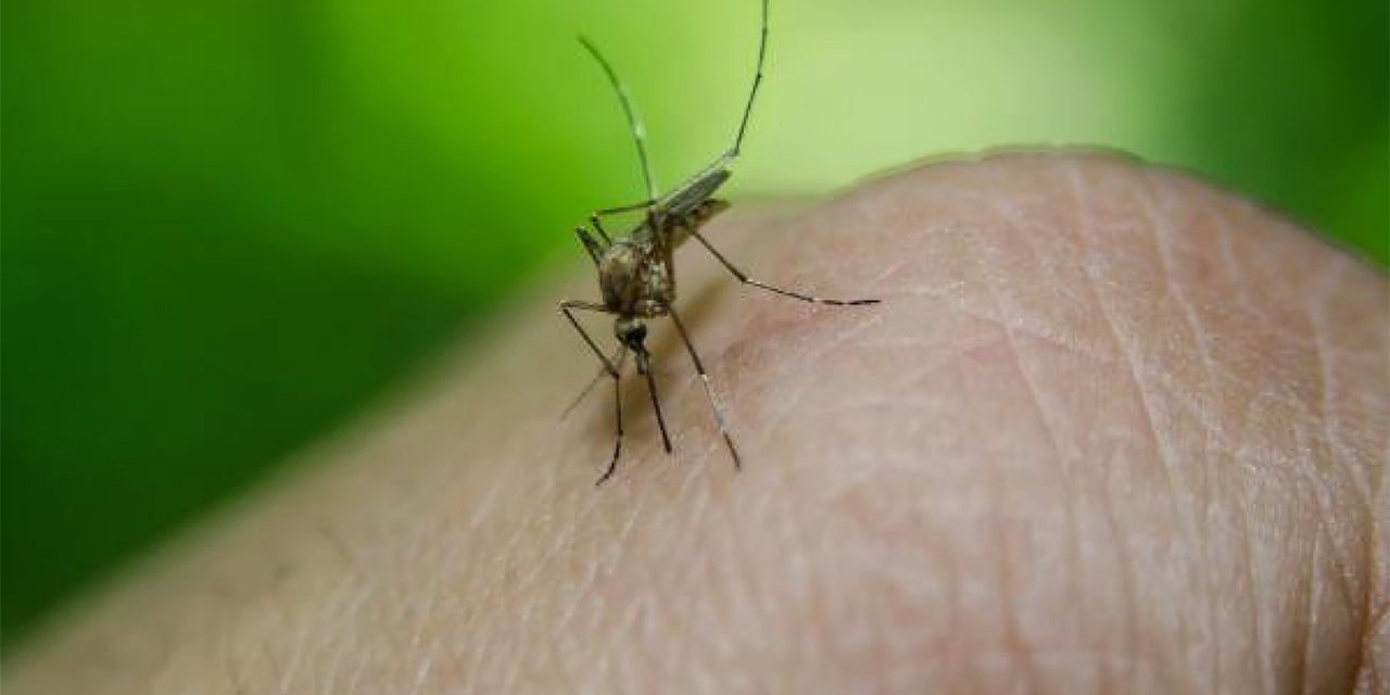 La fiebre amarilla se transmite por la picadura de mosquitos. (Foto: Archivo)