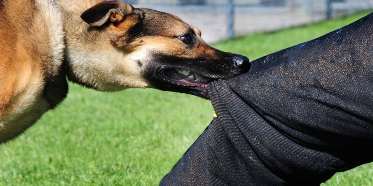 La rabia se transmite de animales a humanos, por la saliva. 