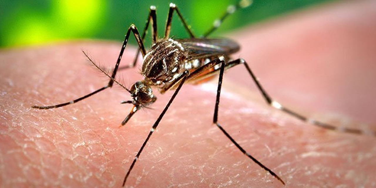 Mosquito Aedes aegypti, transmisor del dengue.