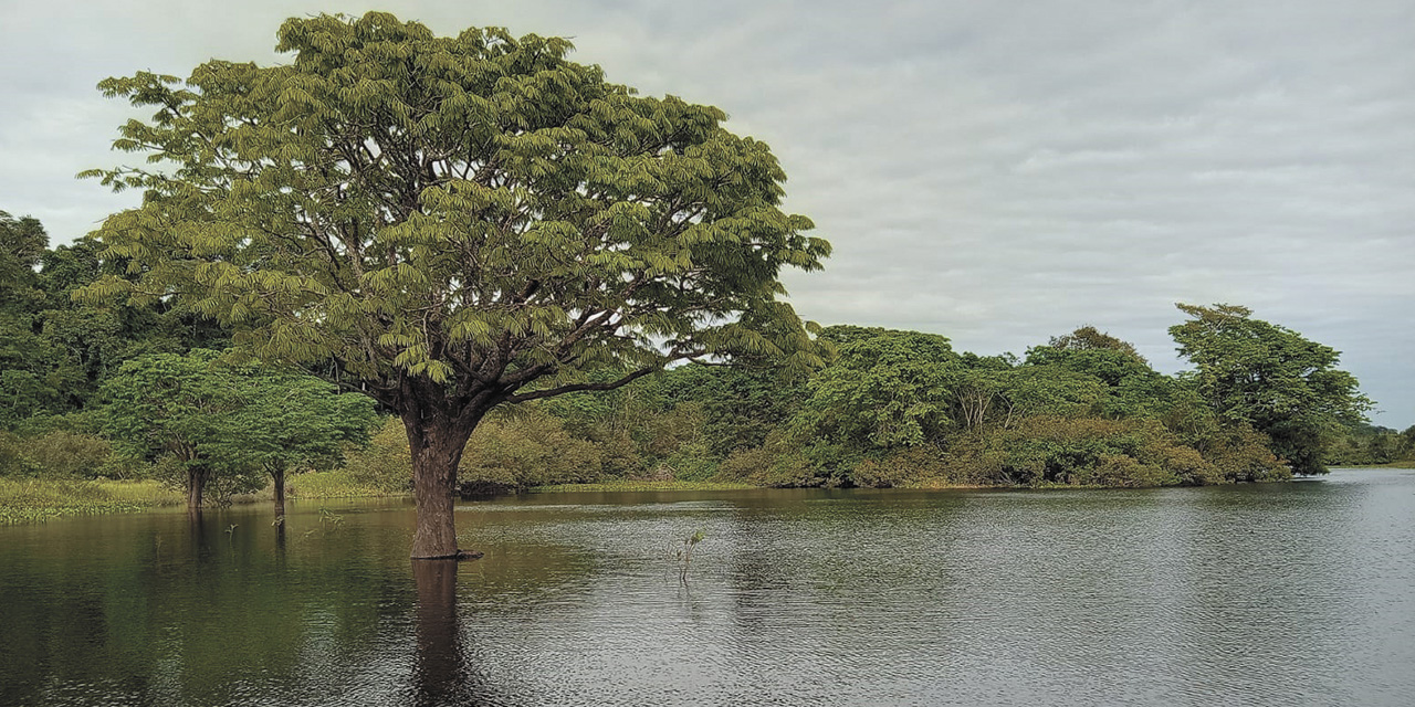 Una muestra del paisaje en el Área Protegida y Reserva Nacional de Vida Silvestre Amazónica Manuripi. (Foto: Sernap)