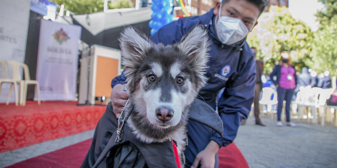 Autoridades de Salud piden a la población vacunar a sus mascotas. 