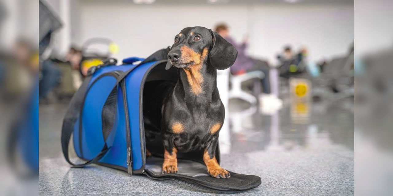 Una mascota preparada para ser transportada. | Foto:  Tiendanimal.es