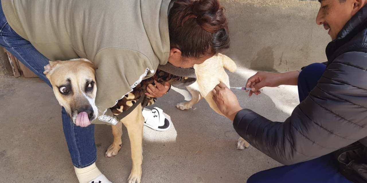 Un perro es vacunado contra la rabia canina.