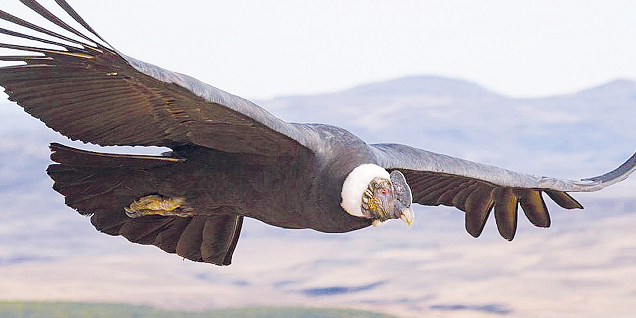 El cóndor andino, especie en peligro de extinción. | Foto: MMAyA