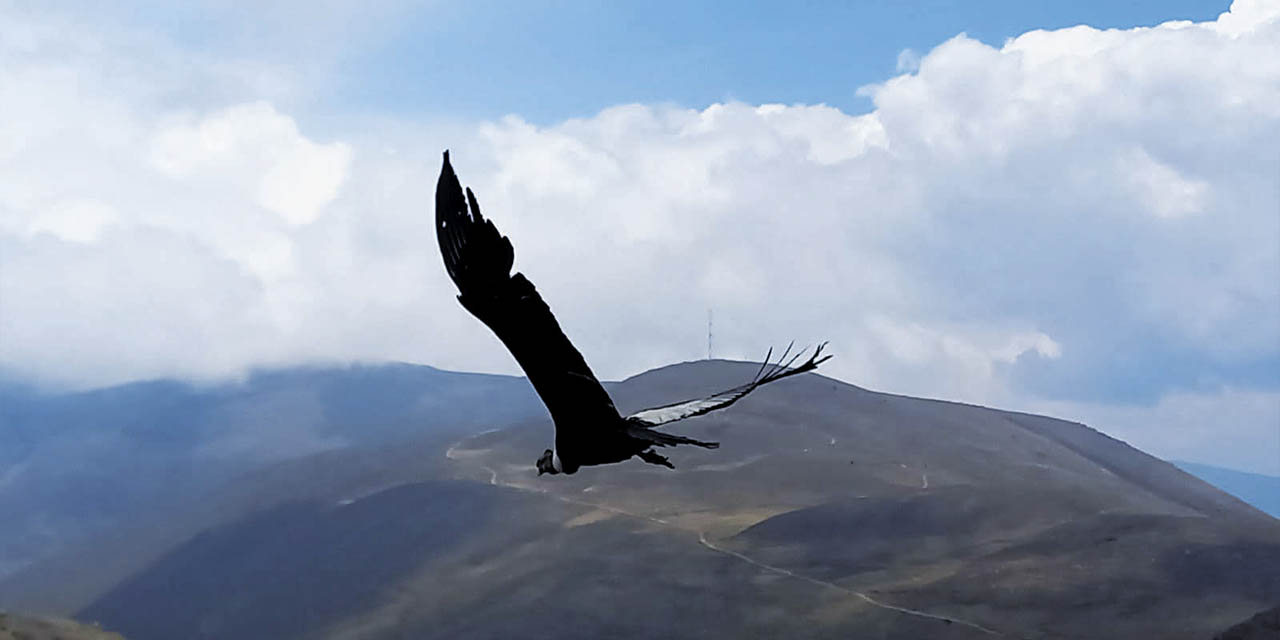 El cóndor Laraty en su primer vuelo después de su liberación.  | Foto: MMyA