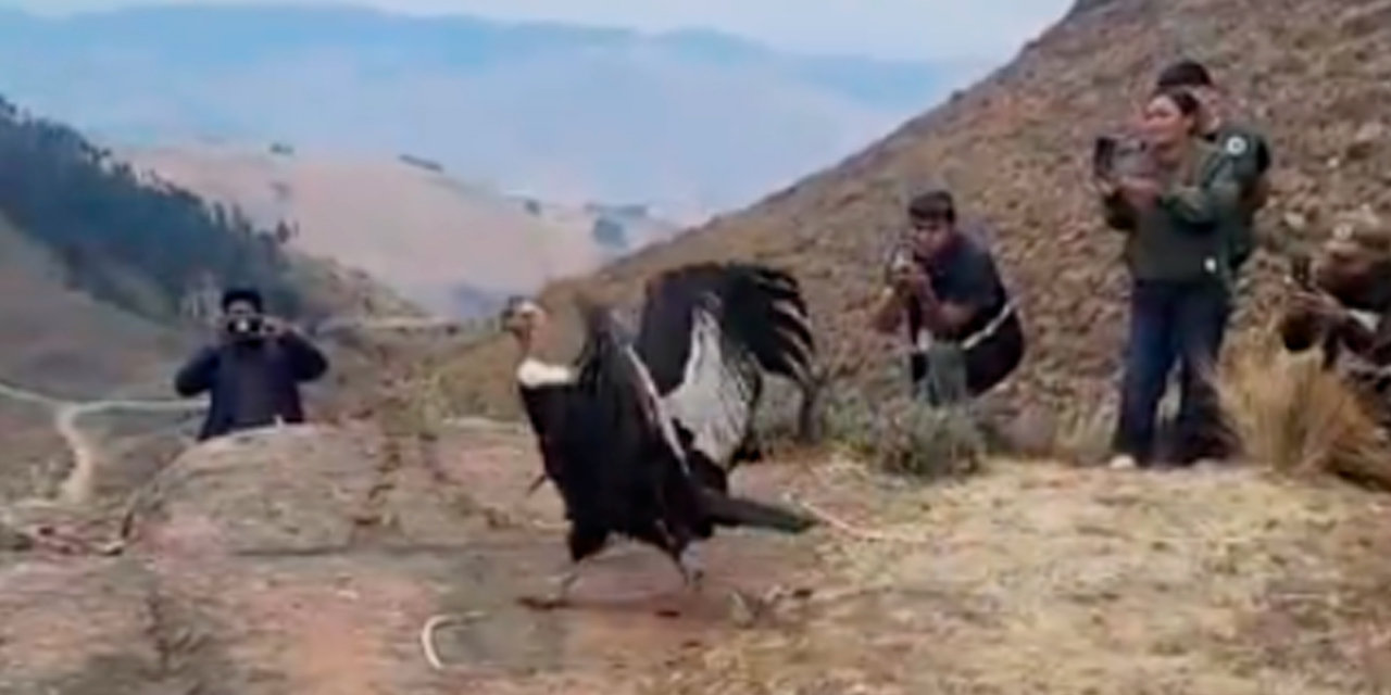 La liberación del cóndor.