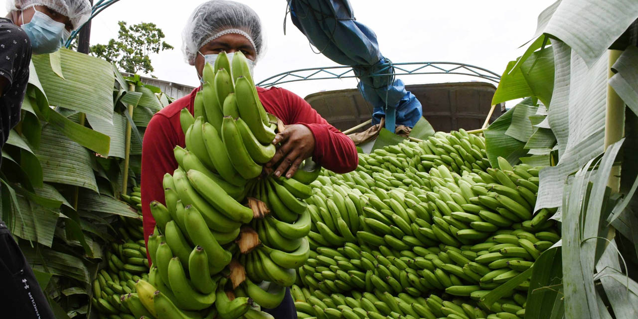 Productores bananeros en su acopio.  