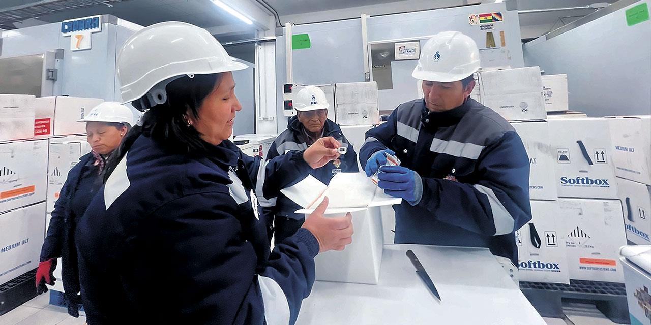 Técnicos del Ministerio de Salud revisan las vacunas. | Foto: MSyD