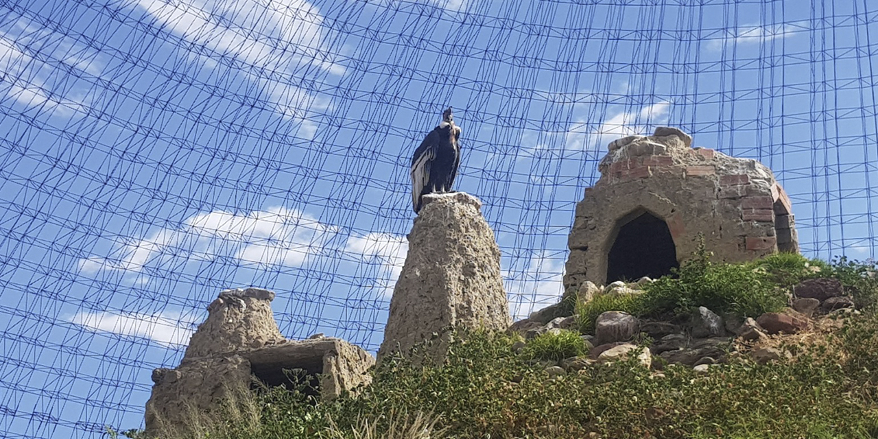 Un cóndor andino en el bioparque Vesty Pakos