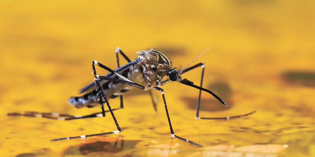 La fiebre amarilla se transmite por la picadura de un mosquito. Foto: OMS