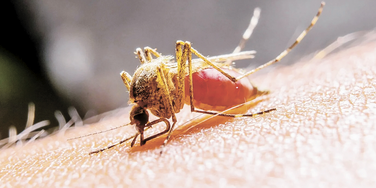 La fiebre amarilla se transmite por la picadura de mosquitos de los géneros Aedes y Haemogogus.