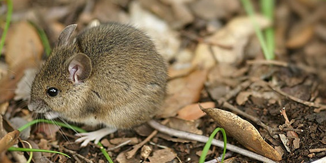 El arenavirus se transmite por los roedores. Foto: Internet