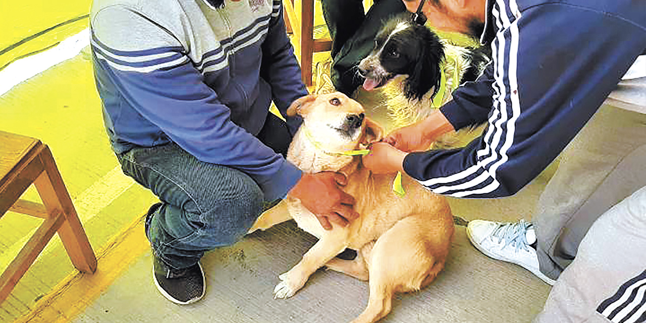 Los dueños de mascotas podrán vacunarlas el 29 y 30 de junio.  | Foto: Archivo