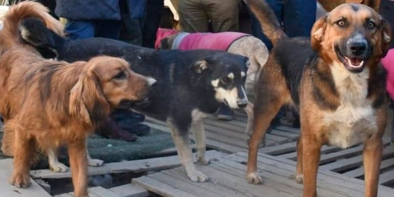 Instan a ser responsables y proteger a las mascotas.