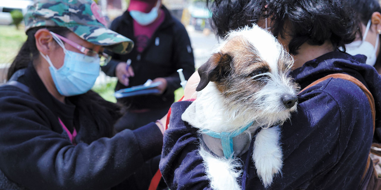 Mascotas en gran parte del país podrán recibir la vacuna contra la rabia. Foto: Jorge Mamani