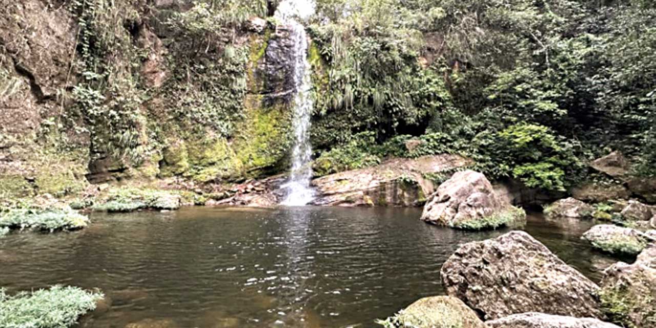 Una parte de la Reserva Foretal de El Choré. Foto: RRSS