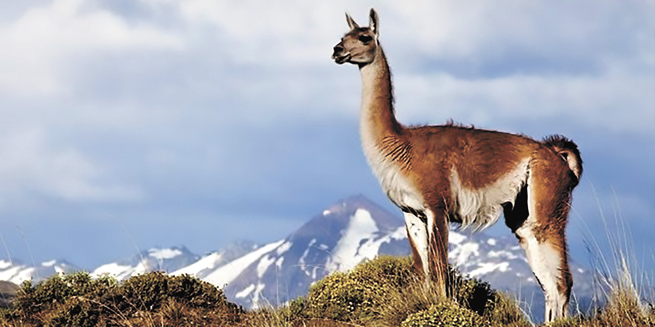 Un ejemplar de guanaco. | Foto: MMAyA