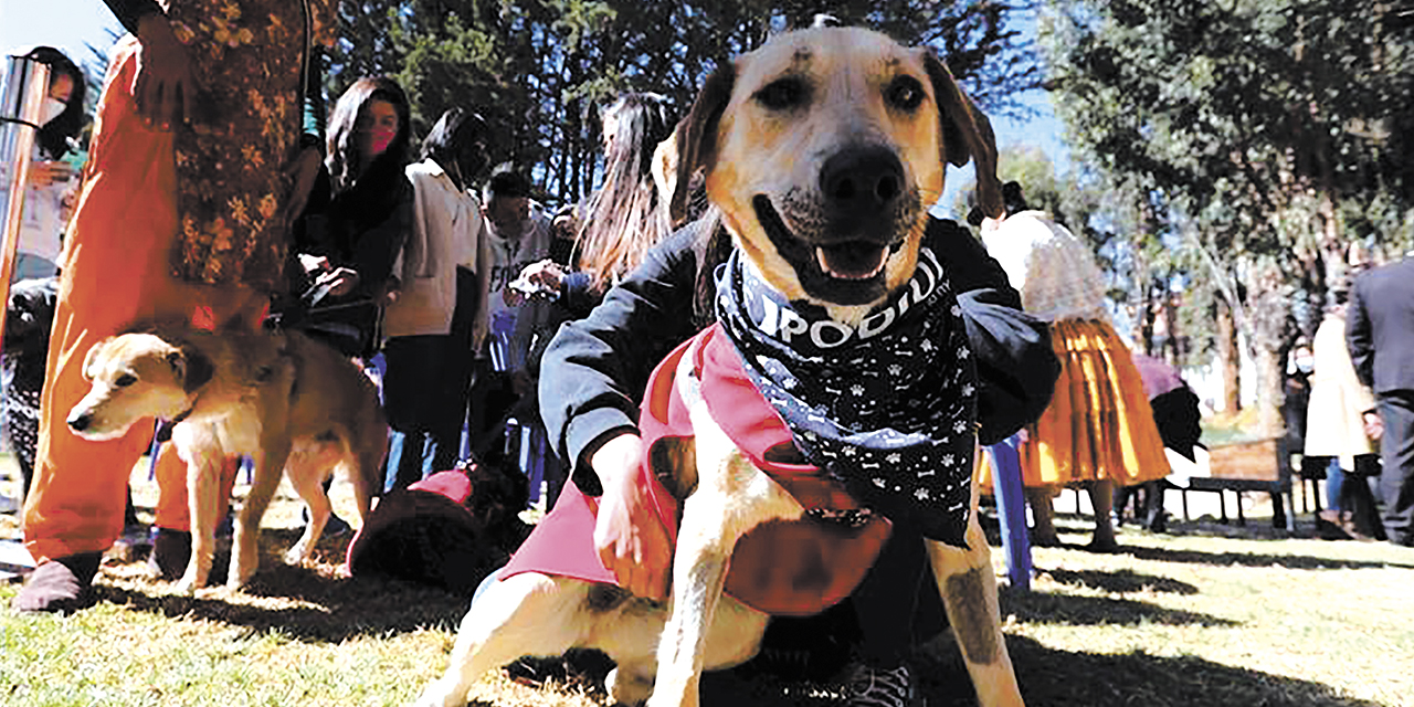 Una mascota disfrazada en el día de San Roque, que se celebra cada 16 de agosto.