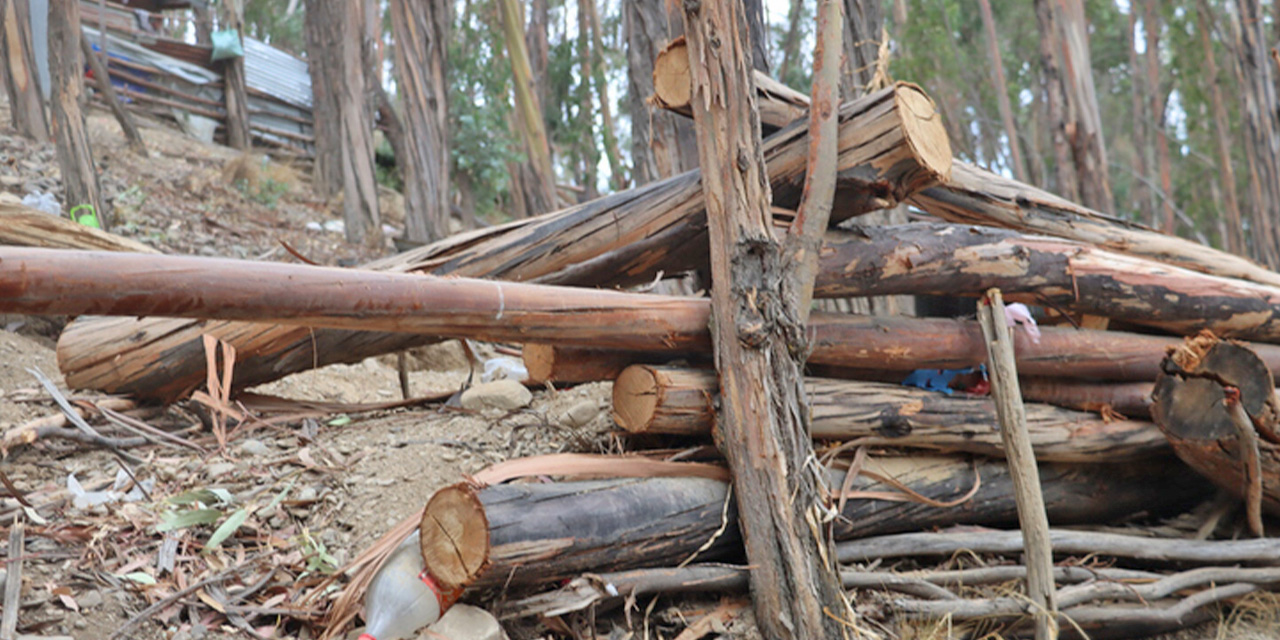 Desastre ecológico en La Paz: denuncian tala de más de 200 árboles para loteamientos clandestinos