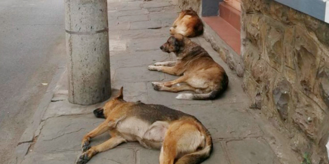 Los perros callejeros se constituyen en peligro para la ciudadanía. Foto: RRSS