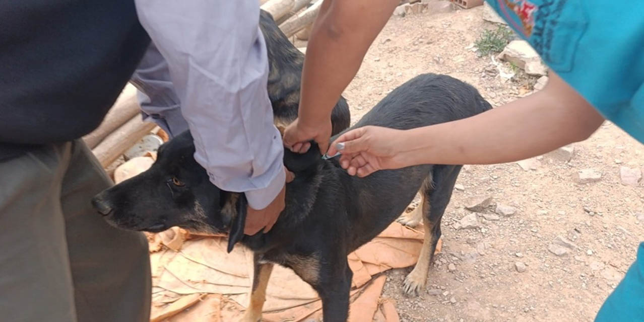 Inmunizan a mascotas en Horno K'asa, Sucre. Foto: GAMS