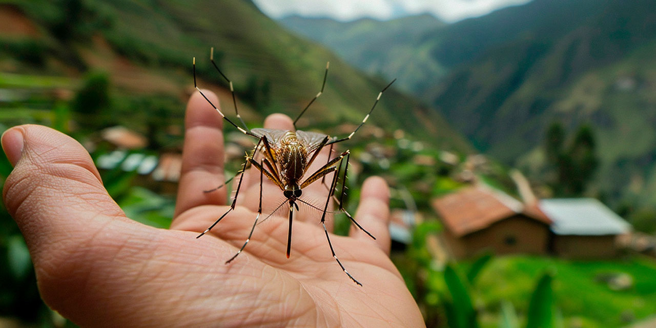 El mosquito transmisor del dengue.