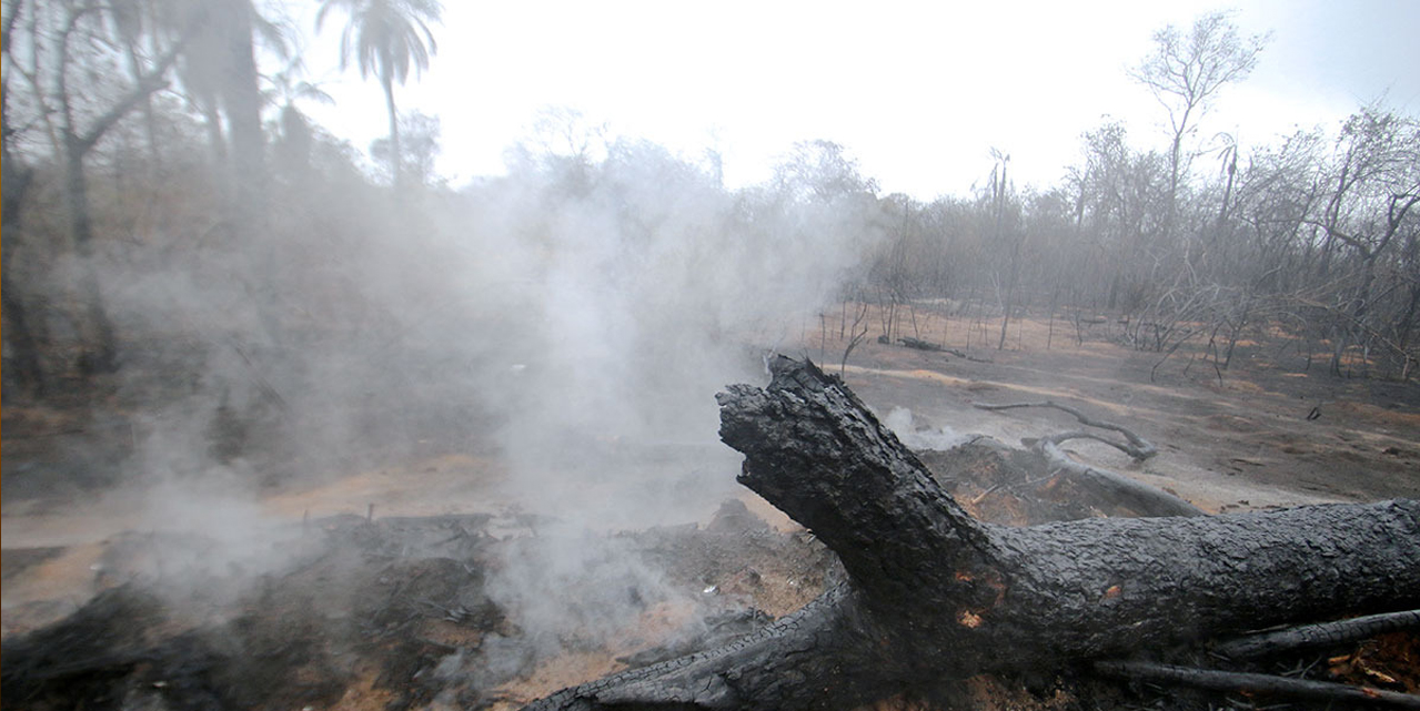Incendios forestales afectaron a las áreas protegidas.