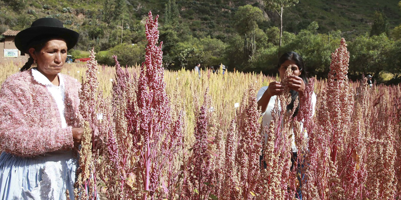 La quinua se cultiva mayormente en Potosí, Oruro y La Paz. (Foto: Archivo)