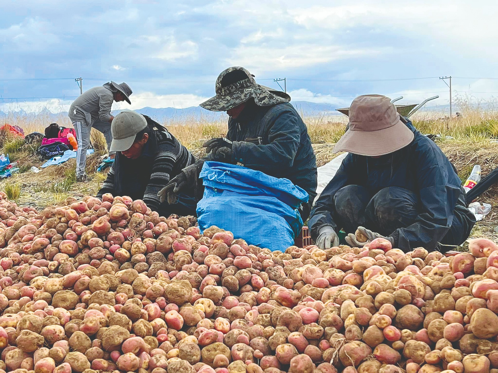 Seguridad alimentaria04064