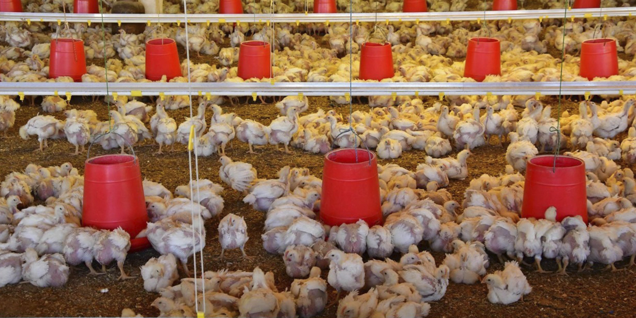 Una granja de pollos en crecimiento, en Cochabamba. (Foto: Archivo)