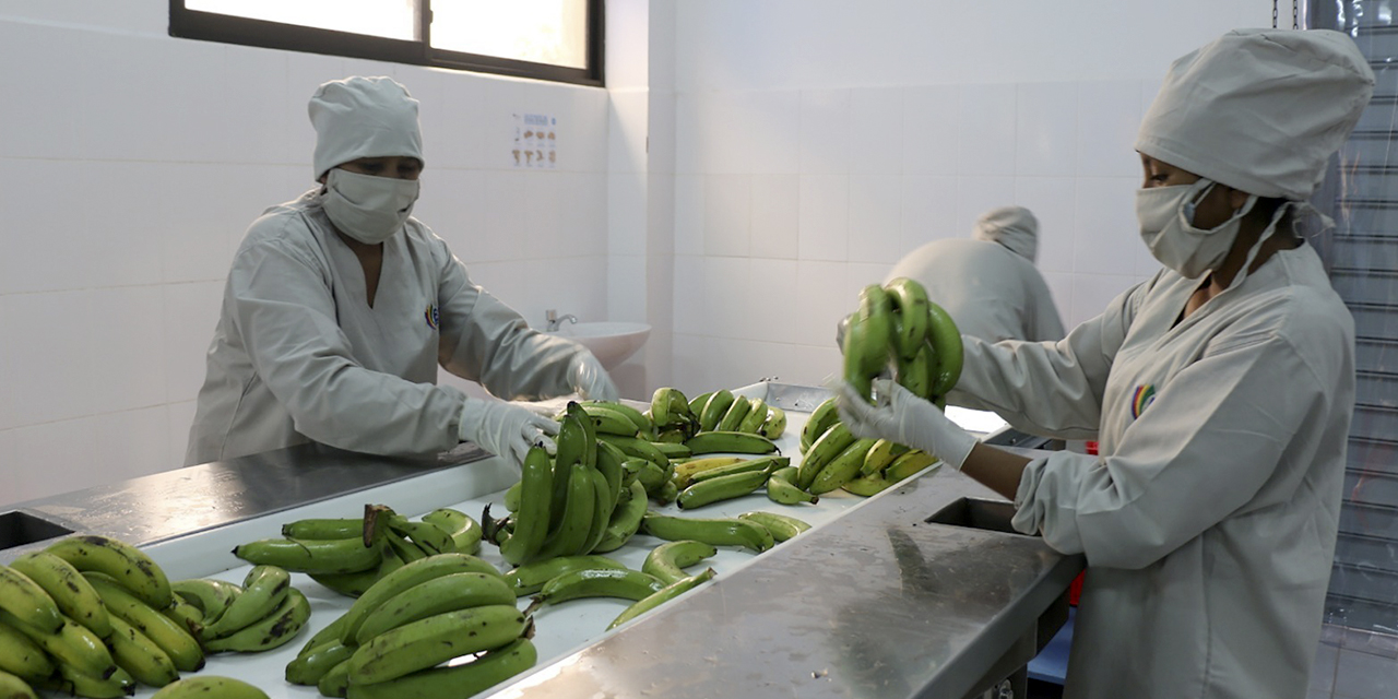 La planta procesadora de plátanos, en al Alto Beni, beneficiará a 6.501 productores agroecológicos. (Foto: Ministerio de Desarrollo Productivo)