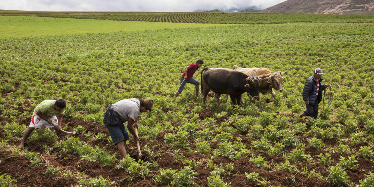 Los fertilizantes incrementarán los rendimientos de producción de diferentes cultivos.