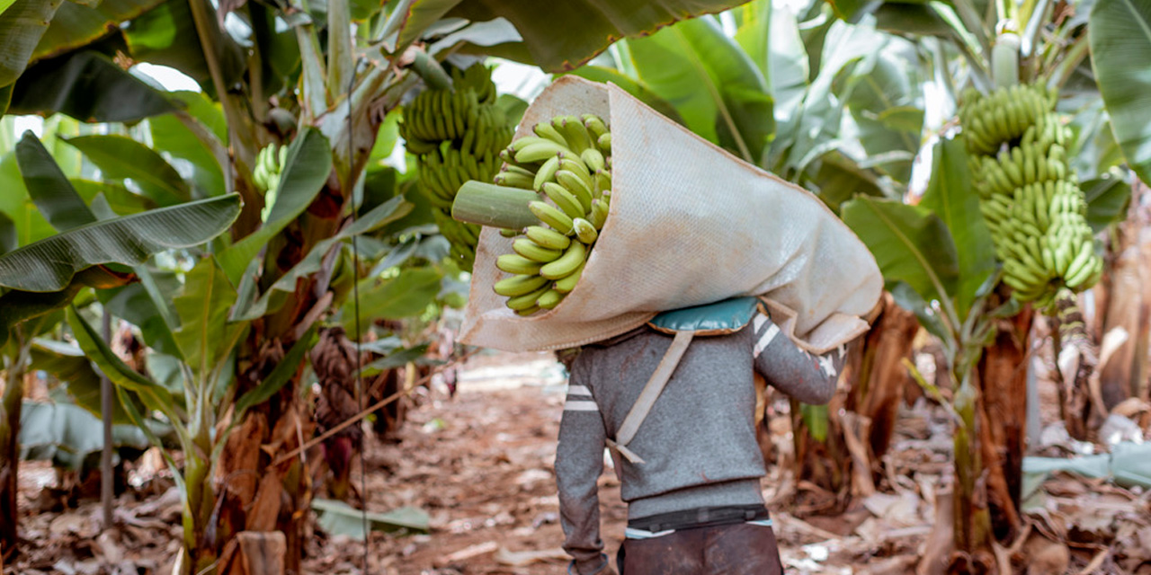 Una persona en medio de un cultivo de musáceas. | Foto: Archivo