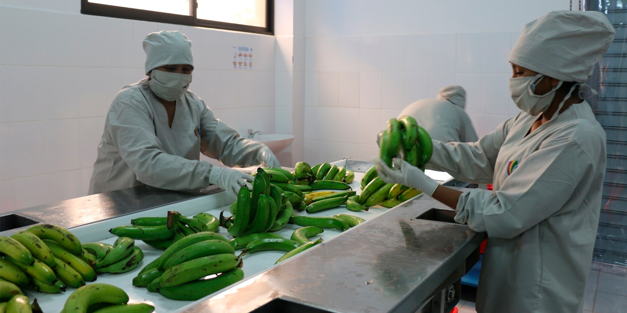 Planta de procesamiento de banana de la estatal EBA. Foto: MDPyEP.