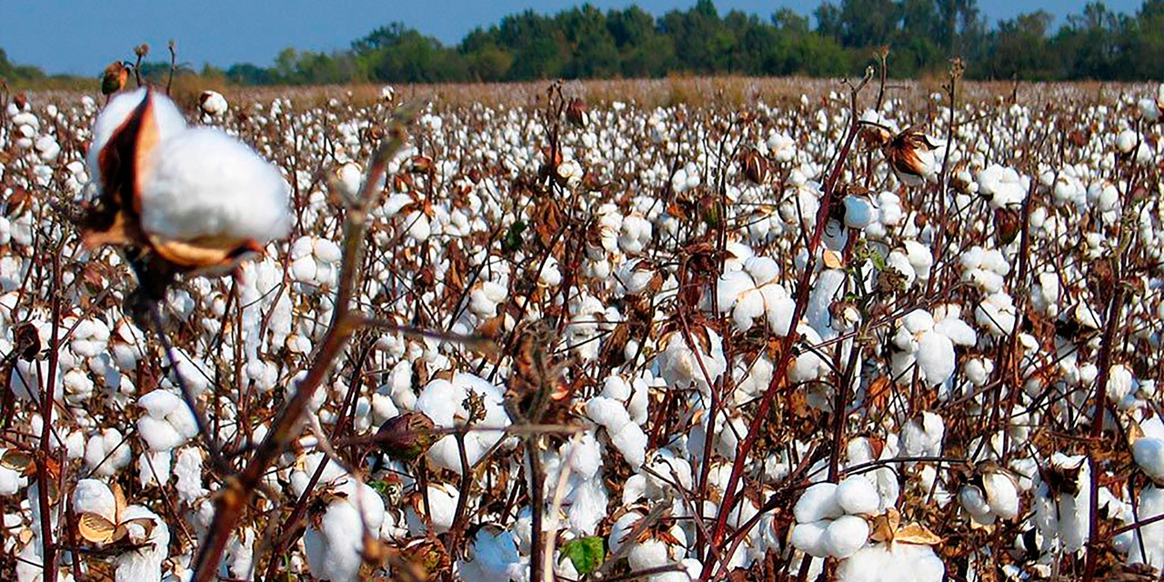 Producción de algodón en Santa Cruz. Foto: Archivo