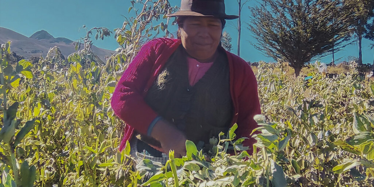 Productora en una plantación de haba