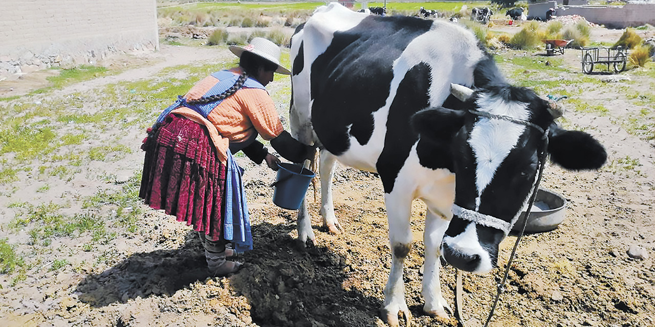 Ahora los productores de leche cuentan con programas y proyectos para incrementar su producción.  | Foto: MDPyEP