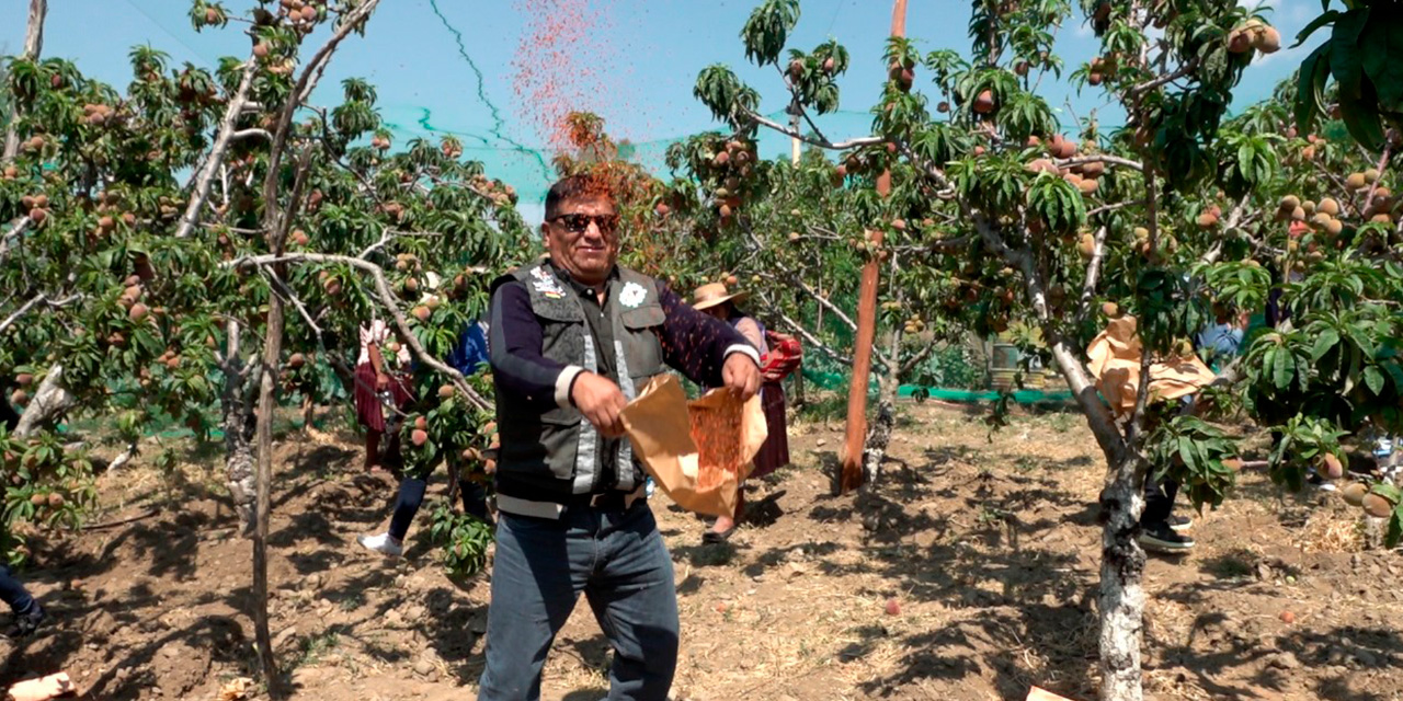 Liberación de las moscas en los cultivos de frutas. Foto: MDRyT