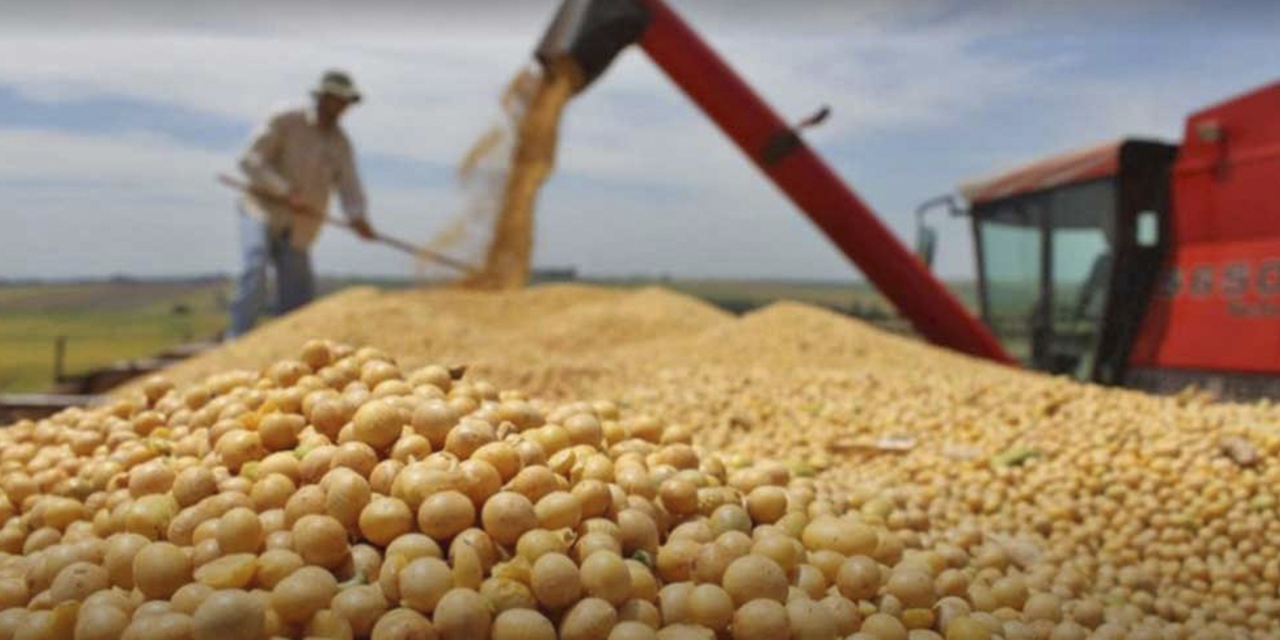 La producción del grano se soya. 