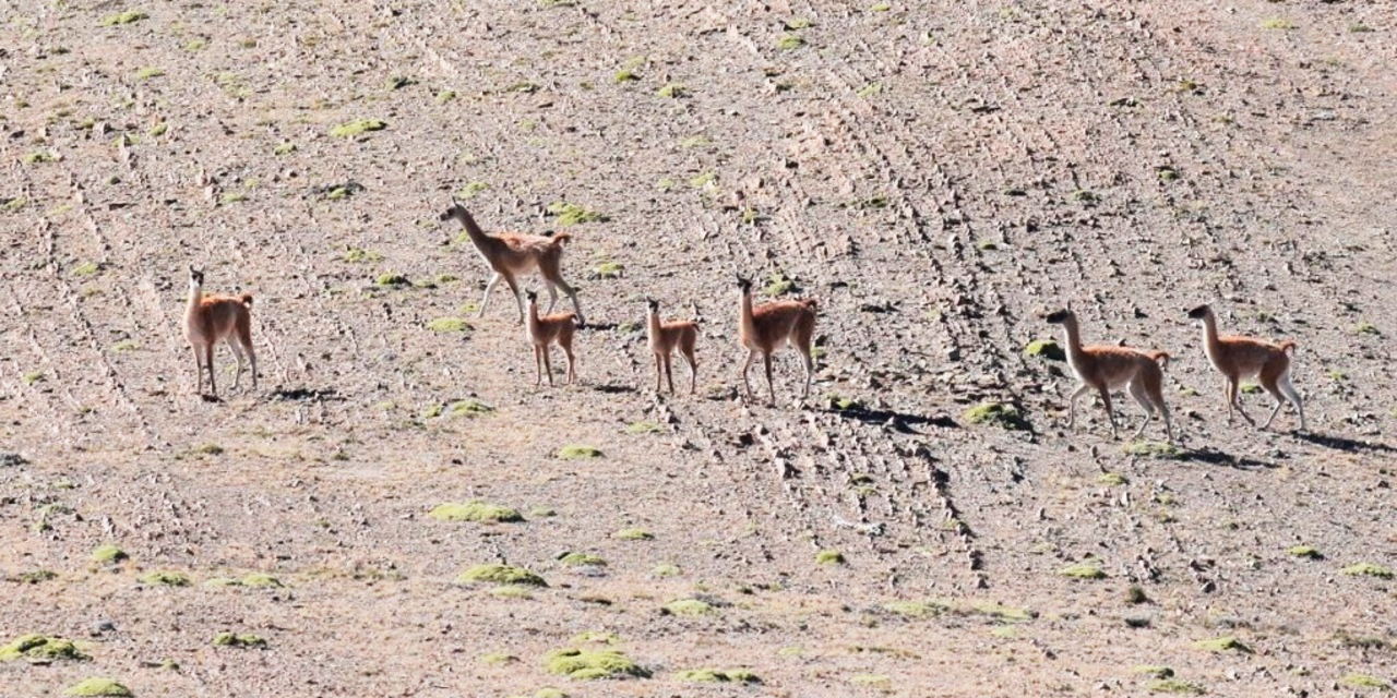 Ejemplares de camélidos en Bolivia. Foto: Cancillería.