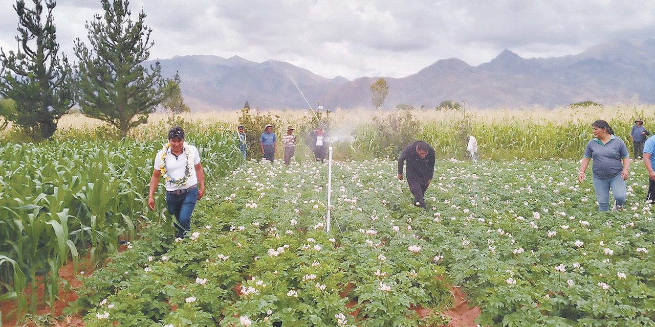 Las carpas solares fortalecerán la producción de hortalizas.  | Foto: MDRyT