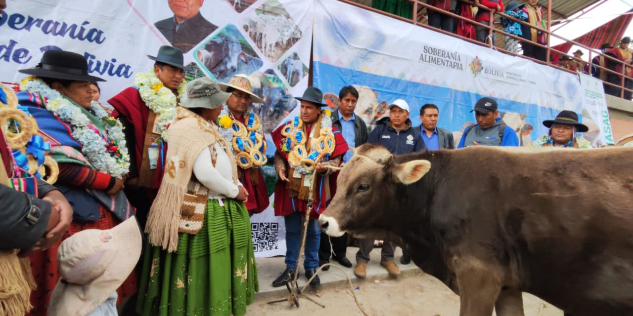 Entrega de torrillos a familias productoras de Laja.